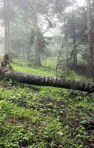 Bolu'da fırtına çam ağaçlarını devirdi