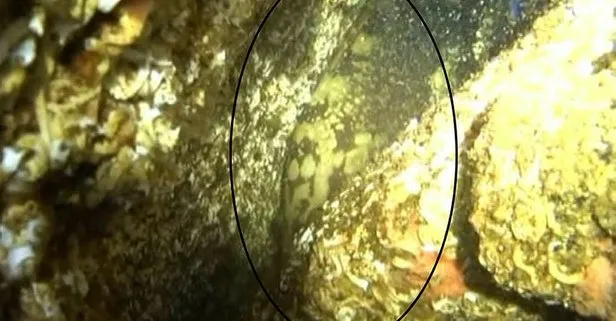 Marmara Denizi’nde 60 yıl aradan sonra bir ilk! Orfoz kayıt altına alındı