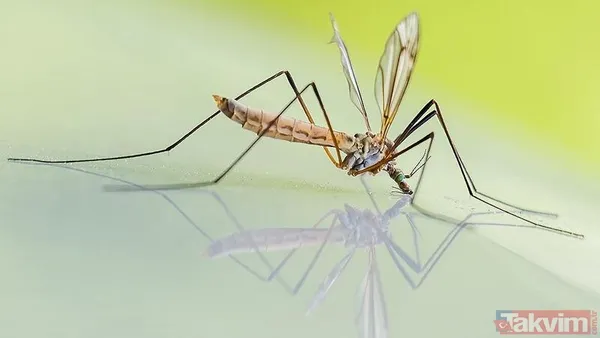 Sıcaklar 3 kat arttı hastalıklara davetiye çıkardı! Raporda şoke eden gerçekler… O yaş grubu risk altında - 10