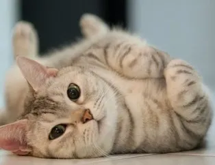 17 Şubat Dünya Kediler Günü! Kedi bakımı nasıl yapılır?