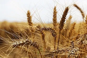 TMO buğday alım fiyatları 2025: 1 ton buğday fiyatı ne kadar oldu? Arpa, çavdar, yulaf güncel taban fiyatları