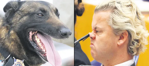 İki fotoğraf arasındaki 7 farkı bulun