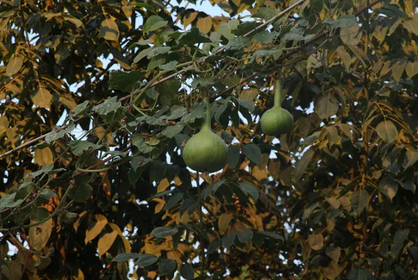 tokat-erbaada-bahceye-ekilen-su-kabagi-elektrik-tellerine-sarilip-urun-verdi-1605864230203.jpg Tokat Erbaa'da bahçeye ekilen su kabağı elektrik tellerine sarılıp ürün verdi-4