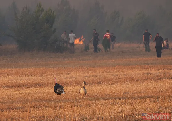 İzmir'deki yangın kontrol altına alındı! Bakan Yumaklı bölge bölge son durumu açıkladı - 10