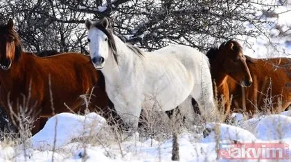 Yılkı atları Murat Dağı’nda 3 yıl aradan sonra yeniden görüntülendi