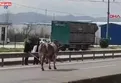 Kaçan boğa trafiği altüst etti!