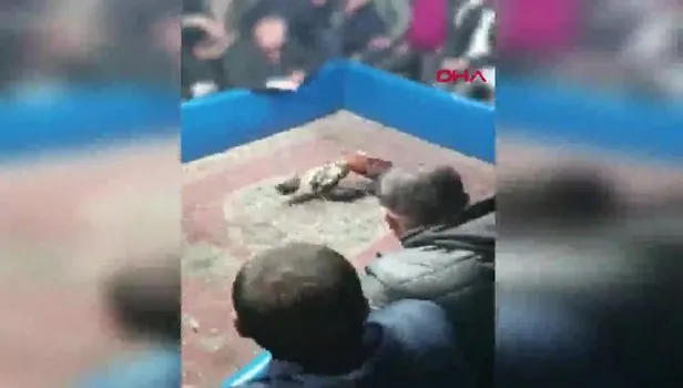 Konya Ereğli'de şoke eden olay Hayvan koruma derneğine horoz dövüşü