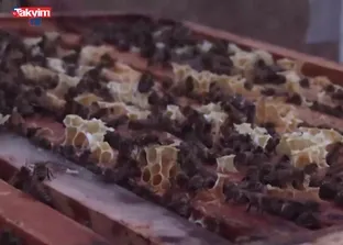 Arı ölümlerinde kışlama uyarısı!