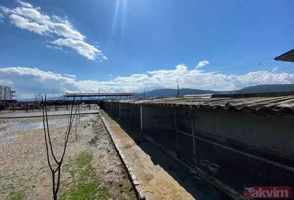 Tanesi 7 TL'ye yumurta! Yere atıldığında bile kolay kolay kırılmıyor - 11