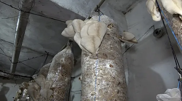 yan-gelir-olsun-diye-adim-atti-parayi-buluyor-iki-odadan-aylik-kazanci-yaklasik-30-bin-lira-1610730447799.jpg Yan gelir olsun diye adım attı parayı buluyor! İki odadan aylık kazancı yaklaşık 30 bin lira...-4