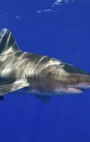 Rüyada köpek balığı görmek ne anlama gelir?