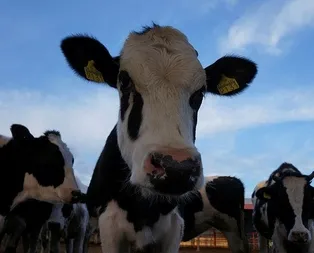 Sütbankta 120 milyon buhar oldu! Emekli ikramiyesini bile yatıran var