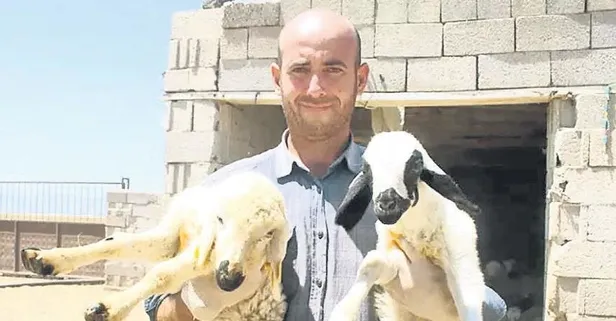 Babasından kalan hayvanlara çoban bulamayınca, bankacılığı bıraktı!