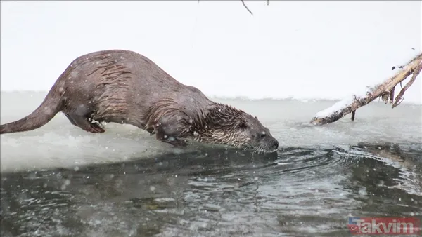 Nesli tükeniyor! Bilim alarmda: Gergedan, kurbağa ve daha fazlasını bir daha göremeyebiliriz - 8