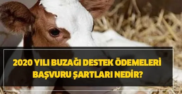 2020 Yili Buzagi Destek Odemeleri Basvuru Sartlari Nedir 27 Ocak 2018 2 Donem Buzagi Destegi Yatti Mi Nereye Odenir Takvim
