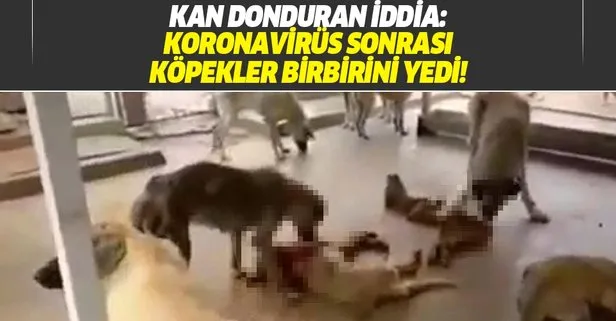Adana’da kan donduran iddia: Köpekler koronavirüs yüzünden birbirlerini yedi!
