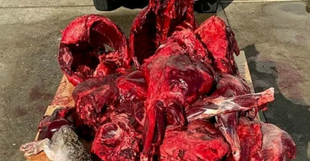 Jandarma durdurdu! İçinden yaban eti çıktı