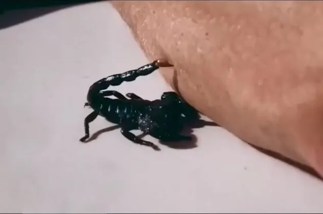 Aydın’da akrep alarmı! 9 yaşındaki kızı soktu