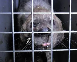 Darıca’ya Türkiye’nin ilk çizgili sırtlanı getirildi