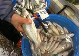 Lüfer altın değerinde