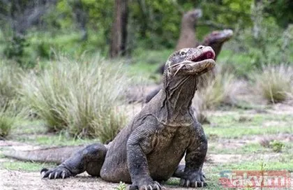 Vahşi yaşamın ürkütücü avcısı! Komodo ejderinin avlanma görüntüleri dehşete düşürdü...