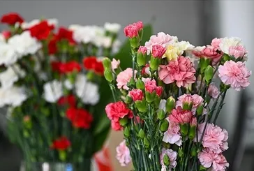 Avrupalı karanfiller