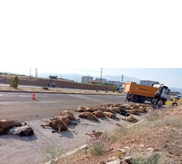 malatyada-yolcu-otobusu-suruye-daldi-60-koyun-oldu-1654853288397.jpg Malatya'da yolcu otobüsü sürüye daldı: 60 koyun öldü-3