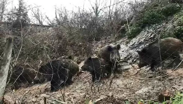 İstanbul’da domuz sürüsü korkuttu-5
