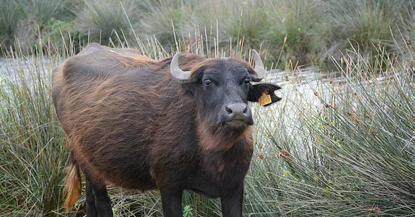 Rüyada manda görmek ne anlama gelir? Rüyada manda sürüsü görmek neye