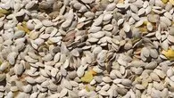Prostata kabak çekirdeği