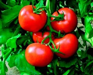 Domates 3 haftada 4 liraya tırmandı