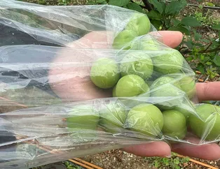 Kilosu 2 bin lira! Arap şeyhlerinin vazgeçilmezi