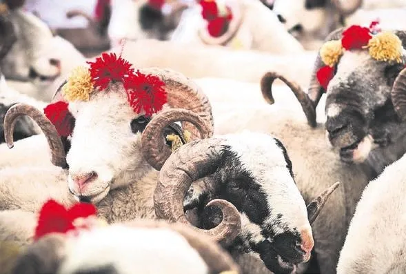 Markette kurbanlık 4.950 TL