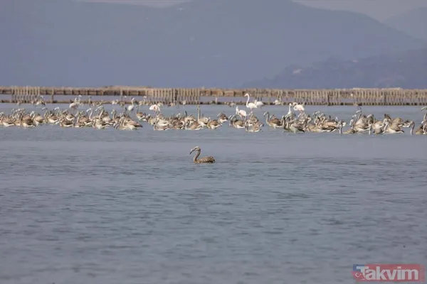 Minik allı turnalar (flamingolar) uçmayı İzmir Kuş Cenneti'ndeki doğal kreşte öğreniyorlar - 13