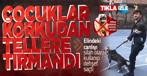 Pitbull'la şaka çocuklara dehşeti yaşattı! Tasmasını kopardı çocuklar tellere tırmandı