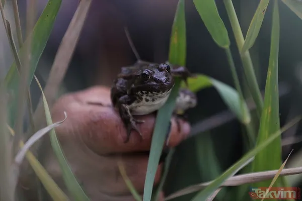 Günlük 900 lira kazanıyorlar! Türkiye'nin birçok ilinden toplanan kurbağalar Avrupa'ya ihraç ediliyor - 50
