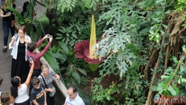 DÜNYANIN EN NADİR ÇİÇEĞİ YENİDEN GÖRÜCÜYE ÇIKIYOR 🔸Discovery'de yer alana göre Endonezya'nın Sumatra adasına özgü titan arum, diğer adıyla ceset çiçeği, tam...
