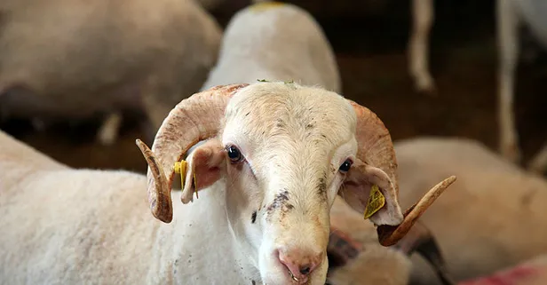 Kurban kanı alna sürülür mü? Abdestsiz kurban kesilir mi? Kurban nasıl kesilir?