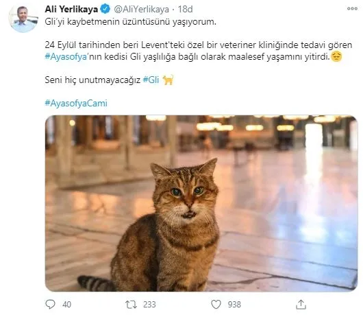 ayasofyanin-unlu-kedisi-gli-yasamini-yitirdi-1604769082350.jpg Ayasofya'nın ünlü kedisi Gli yaşamını yitirdi-3