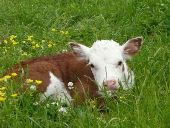 -buzagi-destegi-2022-ne-kadar-oldu-buzagi-destegi-ne-zaman-yatacak-buzagi-malak-manda-1666253980956.jpg 🐂 Buzağı desteği 2022 ne kadar oldu? Buzağı desteği ne zaman yatacak? Buzağı, malak, manda...-2
