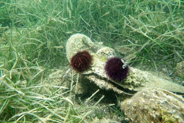 marmara-denizinde-yeni-tehlike-kacak-denizkestanesi-avciligi-deniz-ekosistemine-ciddi-zarar-veriyor-1656314340476.jpg Marmara Denizi'nde yeni tehlike! Kaçak denizkestanesi avcılığı deniz ekosistemine ciddi zarar veriyor-3