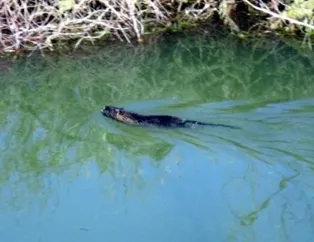 Edirne’de maymun şoku