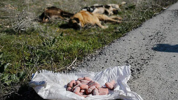 Ankara'da yine vahşet! Boş arazide 7 köpek ölüsü bulundu-2