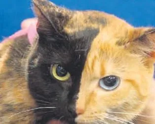 Yarı kaplan yarı panter