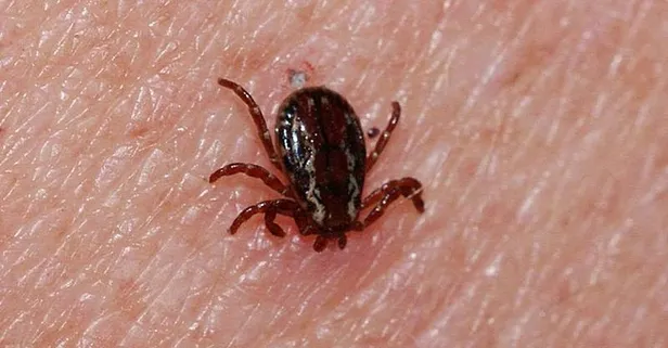 Sivas’ta kene paniği: Ölü sayısı 4’e yükseldi