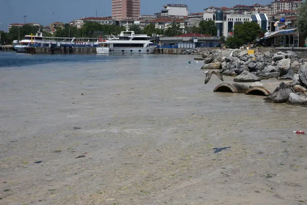 son-dakika-cevre-ve-sehircilik-bakani-murat-kurum-marmara-denizinden-7-bin-932-metrekup-musilaji-temizledik-1624867684385.jpg SON DAKİKA: Çevre ve Şehircilik Bakanı Murat Kurum: Marmara Denizi'nden 7 bin 932 metreküp müsilajı temizledik-7