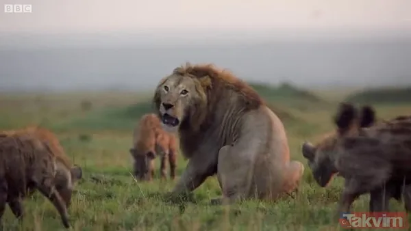 Cesur aslan onlarca sırtlanın arasında girdi! Vahşi doğada şoke eden kare! Sonrasında ise kaçınılmaz ölüm - 14
