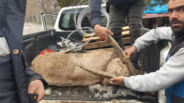 Yaralı dağ keçisine Mehmetçik'ten şefkat eli-4