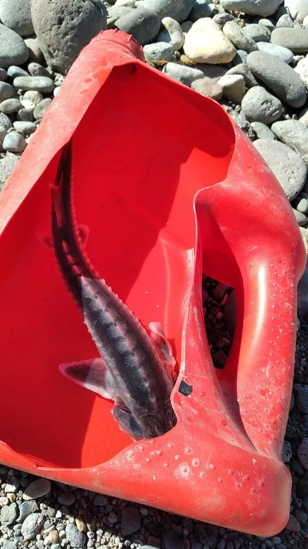 fiyati-20-milyon-liraya-kadar-alici-buluyor-keban-baraj-golune-nasil-geldigiyse-muallakta-1636534046549.jpg Fiyatı 20 milyon liraya kadar alıcı buluyor! Keban Baraj gölüne nasıl geldiğiyse muallakta...-2