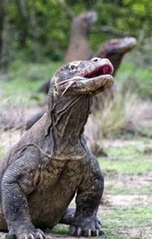 Komodo ejderinin avı nefes kesti